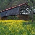 A field of mustard enhances a spring view of the Otway covered bridge in Scioto County. This Smith through truss bridge was built in 1874 over Scioto Brush Creek.