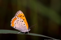 Butterflies & Moths