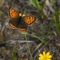 American Copper & Dwarf Dandelion, Oak Openings, Ohio,