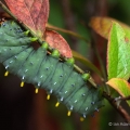 Cecropia Moth Caterpillar, Portage County, Ohio