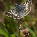 Checkered Skipper, Summit County, Ohio