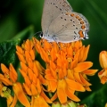 Coral Hairstreak on Butterfly Weed, Logan County, Ohio