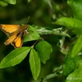 Delaware Skipper, Ravenna, Ohio
