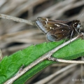 Dusted Skipper, Oak Openings, Ohio