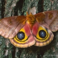 Female Io Moth, Hocking Hills, Ohio