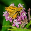 Fiery Skipper, Mentor Marsh, Ohio