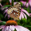 Great Spangled Fritillary, Portage County, Ohio