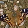 Hackberry, Kokosing River, Ohio