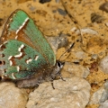 Juniper Hairstreak, Adams County, Ohio
