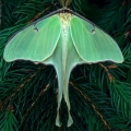 Luna Moth, Summit County, Ohio