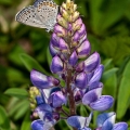 Male Karner Blue on Lupine, Oak Openings, Ohio