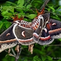 Mating Cecropia Moths, Cuyahoga Valley, Ohio
