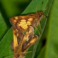 Mating Peck's Skippers, The Wilds, Ohio