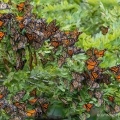 Monarchs, migrating south across Lake Erie from Canada in mid-September, rest in the trees at Wendy Park on the Cleveland lakefront.