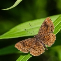 Northern Metalmark, Franklin County, Ohio