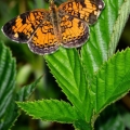 Pearl Crescent, Summit County, Ohio