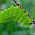 Polyphemus Moth Caterpillar, Cuyahoga Valley, Ohio
