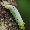 Promethea Moth Caterpillar, Cuyahoga Valley, Ohio