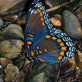 Red-spotted Purple, Mohican State Park, Ohio