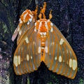 Royal Walnut Moths Mating, Cuyahoga Valley, Ohio