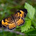 Silvery Checkerspot, Cuyahoga Valley, Ohio