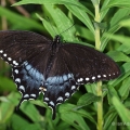 Spicebush Swallowtail, The Wilds, Ohio