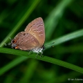 Striped Hairstreak, Oak Openings, Ohio
