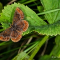 Swamp Metalmark, Logan County, Ohio