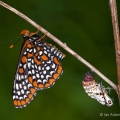 Teneral Baltimore Checkerspot & Chrysalis, Cuyahoga County, Ohio