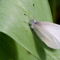 West Virginia White, Hinckley, Ohio
