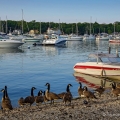 Canada Geese, Put-In-Bay