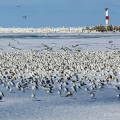Gulls, Cleveland Lakefront