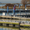 Ring-billed Gulls, Whiskey Island Marina, Cleveland Lakefront