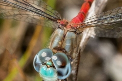 Dragonflies & Damselflies