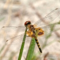 Amanda's Pennant, Florida Panhandle