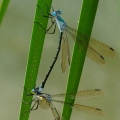 Amber Spreadwings Mating in Tandem, The Wilds, Ohio