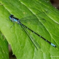 Aurora Damsel, Morgan Swamp, Ohio