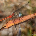 Blue-faced Meadowhawk, Kitty Todd Preserve, Ohio