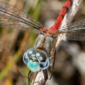 Blue-faced Meadowhawk, Kitty Todd Preserve, Ohio