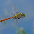 Comet Darner, The Holden Arboretum, Lake County, Ohio