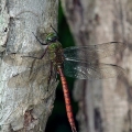 Comet Darner, The Wilds, Ohio