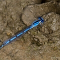 Familiar Bluet, Summit County, Ohio