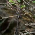 Female Springtime Darner, Kent Bog, Ohio