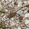 Flag-tailed Spinyleg, Oak Openings, Ohio