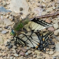 Green Darner Eating Tiger Swallowtail, Buzzard Swamp, Pennsylvania