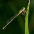 Immature Female Eastern Forktail, Nimisila Reservoir, Ohio