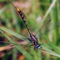 Lancet Clubtail Obelisking, Cuyahoga River, Ohio