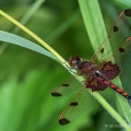 Male Calico Pennant, Grand River Terraces, Ohio