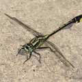 Male Midland Clubtail, Huron Metropark, Michigan