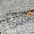 Male Orange Bluet, Sippo Lake, Ohio